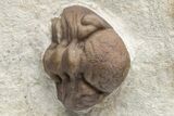 Three Trilobite (Kainops & Paciphacops) Fossils - Oklahoma #212349-8